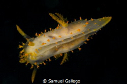double nudibranch! by Samuel Gallego 